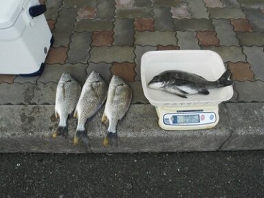 今日の釣果