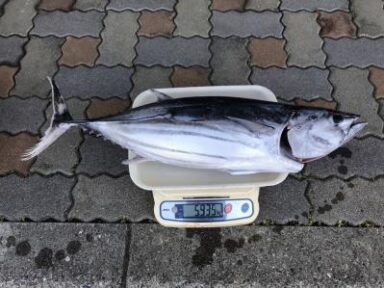 カツオが釣れました。