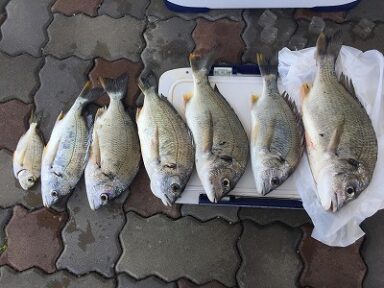 湖内と遠州灘も！釣れてます！