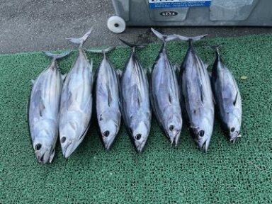 5.5kgの鰹が釣れました。