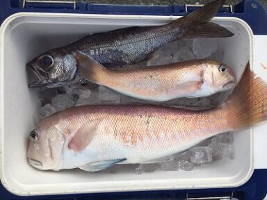 今日の釣果！白黒白で結果白