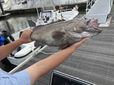 釣果！オオスジハタ！