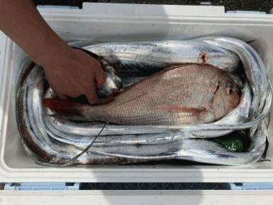 釣果！アジ大漁！タチウオ大漁！