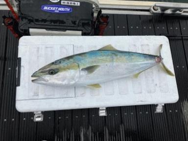 遠州灘の釣果！シロアマダイ！タチウオ！青物！