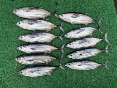 遠州灘の釣果！カツオ！