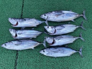 遠州灘の釣果！カツオ！タチウオ！アカムツ！