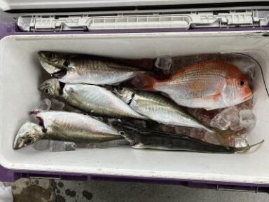 遠州灘の釣果！！デカアジ！！！