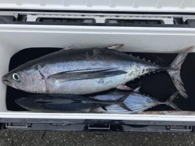 遠州灘の釣果！トンボ！イサキ！