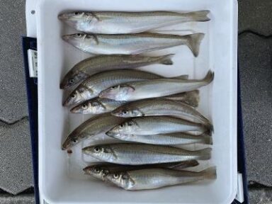 湖内の釣果もうなぎのぼり！