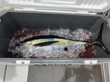 遠州灘の釣果！キハダマグロ22kg！