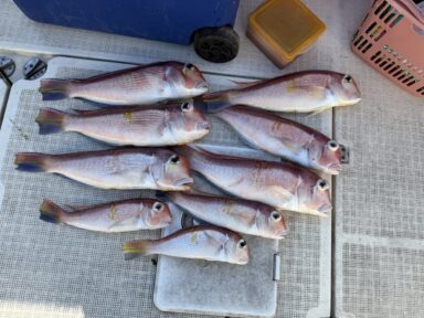 遠州灘の釣果！アマダイ！タチウオ！