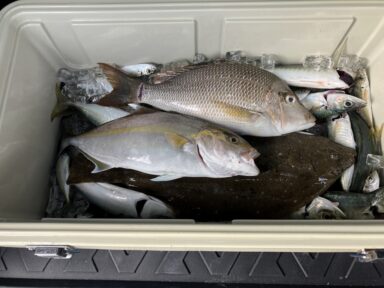 遠州灘の釣果！カンパチ！イサキ！タチウオ！