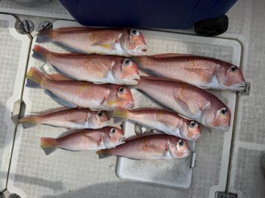 遠州灘の釣果！アマダイ好調！