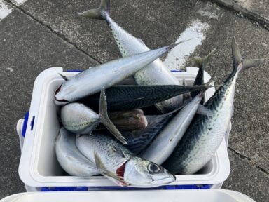 遠州灘の釣果！デカサバ！