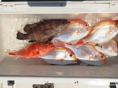 遠州灘の釣果！レンコダイ！