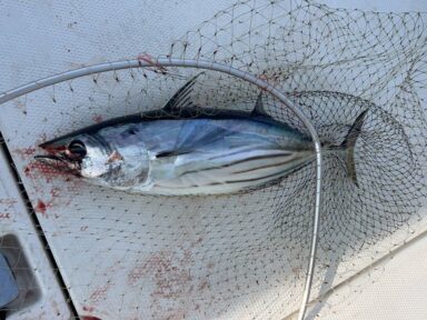 遠州灘の釣果！カツオ！マハタ！ヒラメ！