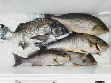 遠州灘の釣果！イサキ開幕！
