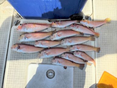 遠州灘の釣果！アマダイ好調！