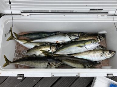 遠州灘の釣果！マアジ好調！