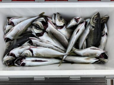 遠州灘の釣果！アカムツ！マアジ！ヒラメ！いろいろ！