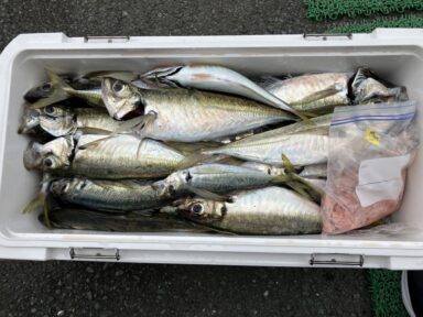 遠州灘の釣果！大アジ好調！