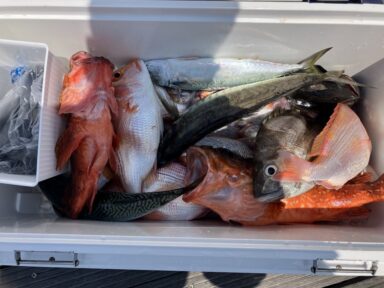 遠州灘の釣果！カサゴ！レンコダイ！