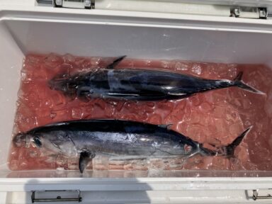 遠州灘の釣果！カツオ！