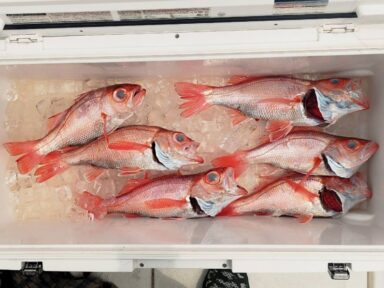 遠州灘の釣果！アカムツ！アジ！イサキ！