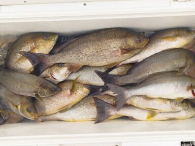 遠州灘の釣果！イサキ好調！
