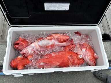 遠州灘の釣果！スルメ！アコウ！カンパチ！