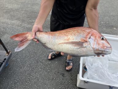 遠州灘の釣果！スルメイカ！マダイ！マアジ！