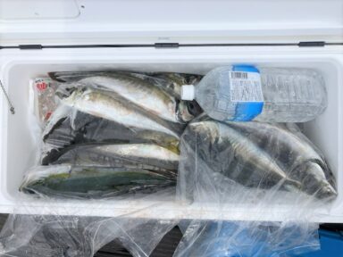 遠州灘の釣果！クエ！アカムツ！大アジ！マダイ！