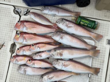 遠州灘の釣果!紅白アマダイ!カンパチ!