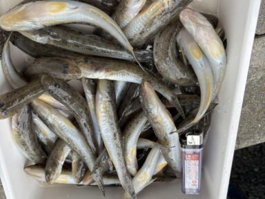 浜名湖の釣果！ハゼ絶好調！