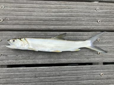 浜名湖の釣果！初めての魚！