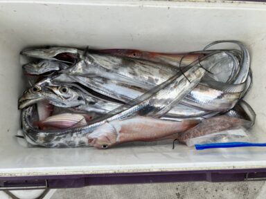 遠州灘の釣果！カンパチ！タチウオ！