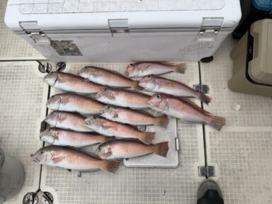 遠州灘の釣果!アマダイ!イサキ!タチウオ!