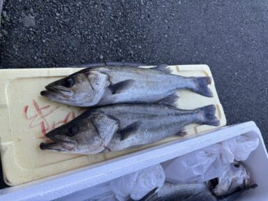 浜名湖の釣果！ビッグシーバス爆釣！