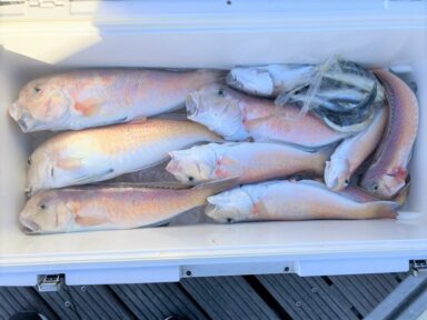 遠州灘の釣果！シロアマダイ！オオニベ！イサキ！