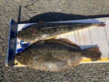 浜名湖の釣果!ヒラメ!マゴチ!爆釣!