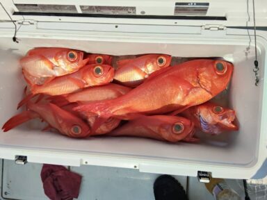 遠州灘の釣果！大アジ爆釣！キンメダイも。