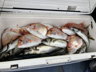 遠州灘の釣果！マアジ！レンコダイ！