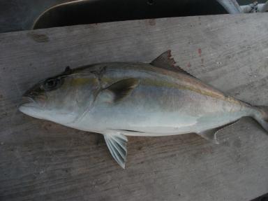 カンパチ釣果