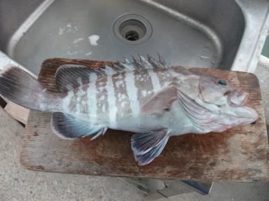 レンタル　マハタ釣果