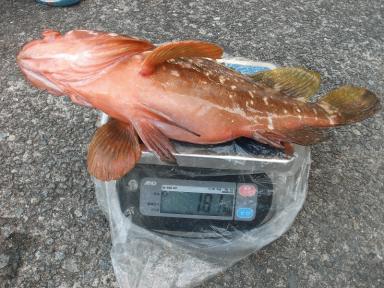 クラブ会員様の釣果