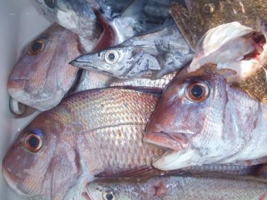 久しぶりの釣り日和、レンタルフル稼働です。