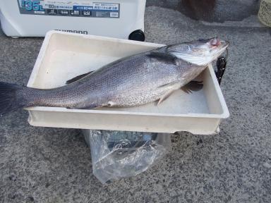 昨日の釣果