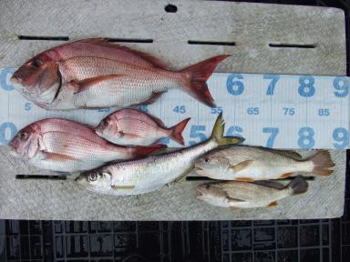 雨にもマケズ　大物マダイ釣果