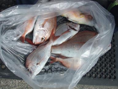 本日も湾内で大量釣果