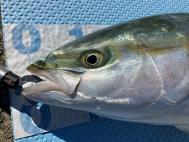 今年初のブリ釣果